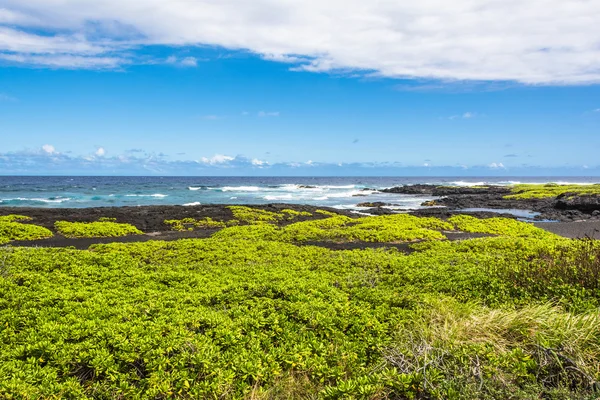 Parti növényzet a fekete homokos strand, Hawaii — Stock Fotó