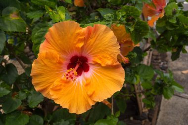 Turuncu Hibiscus, Hawaii