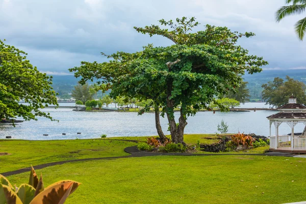 Το δέντρο στην Χίλο κήπο, μεγάλο νησί — Φωτογραφία Αρχείου