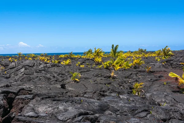 Pálmák termesztési a láva áramlási, Hawaii — Stock Fotó