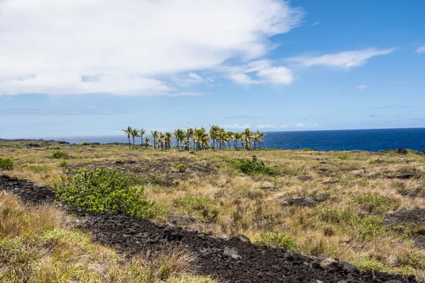 Palmieri pe fluxul de lavă, Hawaii — Fotografie, imagine de stoc