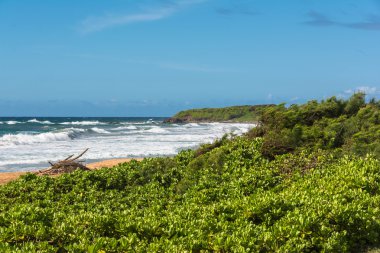 Sahilde, Kauai bitki örtüsü