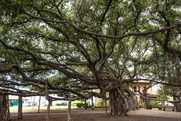 Lahaina, Maui Banyan Tree