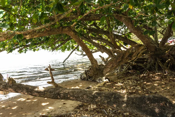 Bäume am Strand in kauai, Hawaii — Stockfoto