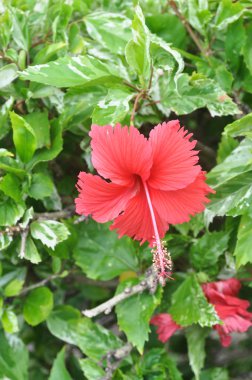 Kırmızı Hibiscus Rosa Sinensis