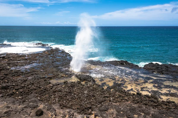 Corne de la mousse, Kauai — Photo