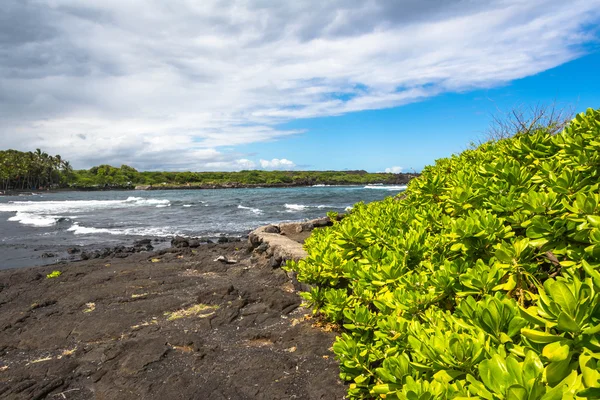 Succulents on the Black Sand Beach, Hawaii — Stock Photo, Image