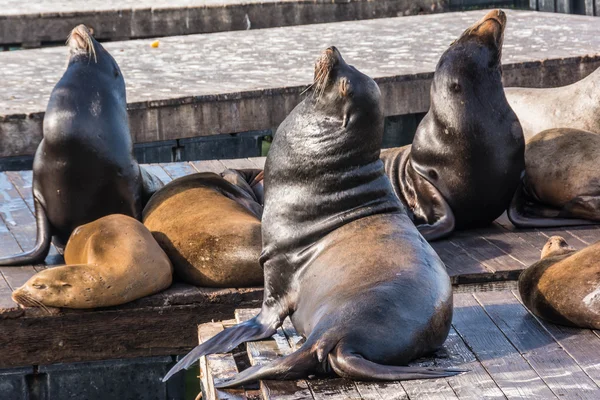 The sea lions, San Francisco — Stock Photo, Image