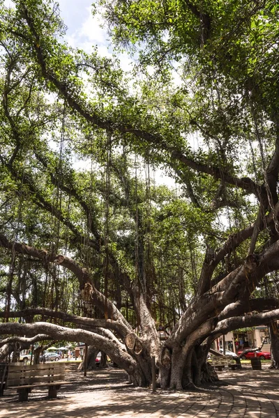 Der banyan tree in lahaina, hawaii — Stockfoto