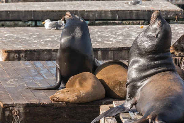 Leões marinhos na plataforma flutuante — Fotografia de Stock