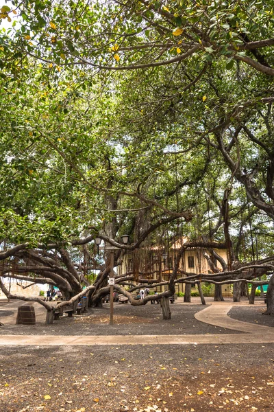 Lahaina, der Banyanbaum, hawaii — Stockfoto