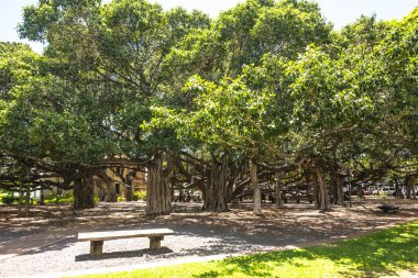Lahaina, Hawaii Banyan ağacı