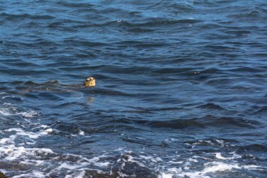 Deniz kaplumbağa nefes yüzey