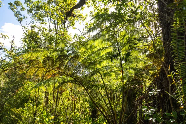 Végétation de sous-bois à Big Island — Photo