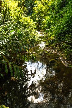 Akaka Falls State Park, Hawaii bitki örtüsü