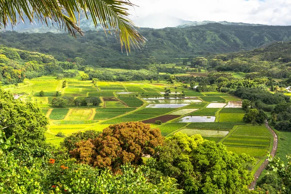 Valle de Hanalei, Kauai —  Fotos de Stock
