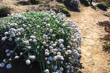 Bush yol üzerindeki çiçek