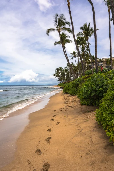 Pegadas na areia, Maui. — Fotografia de Stock