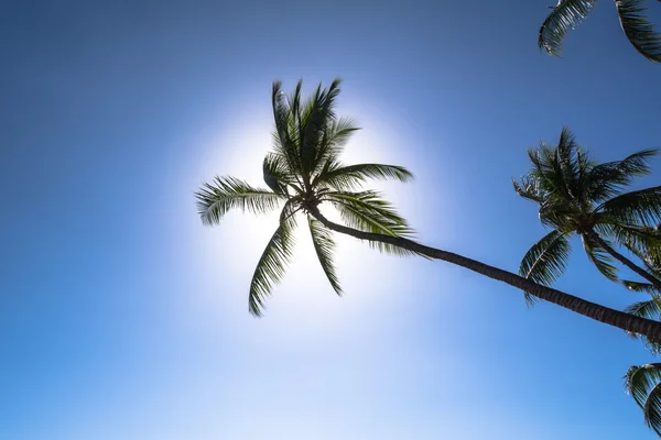 Palm tree in backlight, Hawaii — Stock Photo, Image