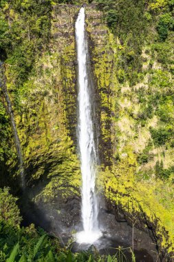 Akaka Falls in Big Island, Hawaii clipart