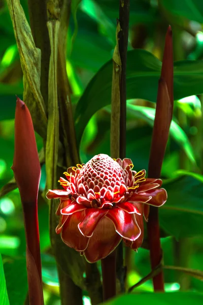 Kırmızı meşale zencefil çiçek, Hawaii — Stok fotoğraf