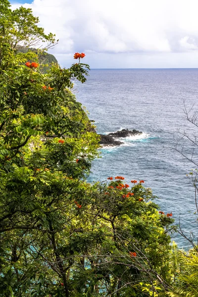 Vegetação na costa de Maui, Havaí — Fotografia de Stock