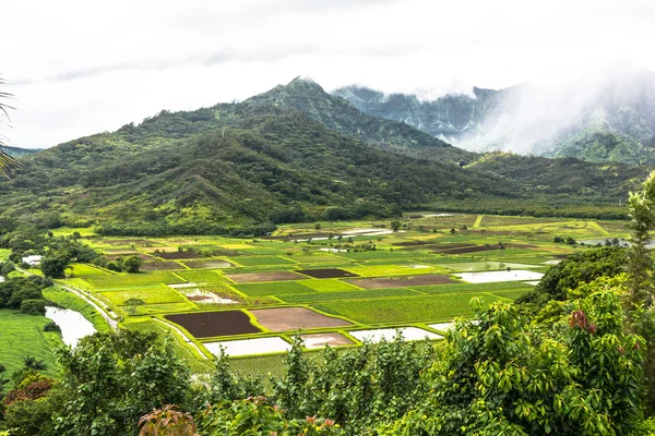 Hanaley Valley em Kauai, Havaí — Fotografia de Stock