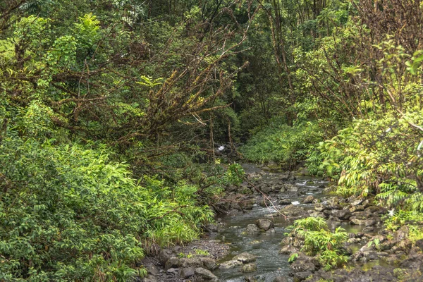 Vegetation in maui, hawaii — Stockfoto