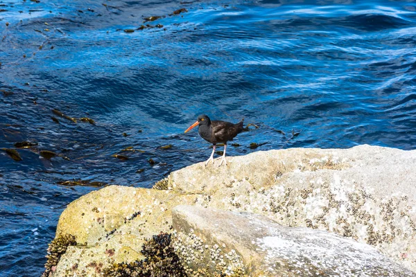 The Black Oystercatcher, California — Stock Photo, Image