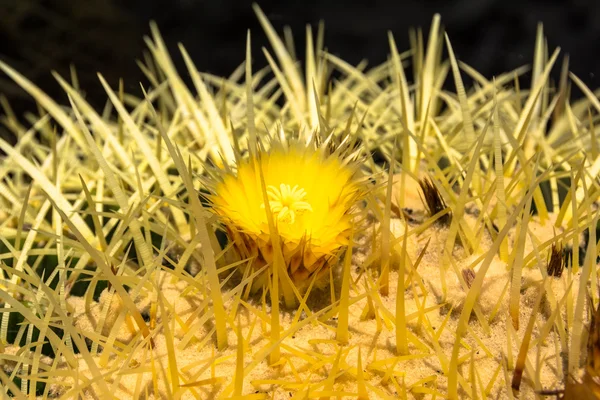 Кактус квітка, Каліфорнія — стокове фото