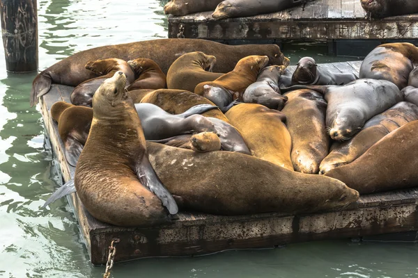 Leões marinhos na plataforma, São Francisco — Fotografia de Stock