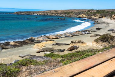 Deniz aslanlarının beach, San Simeon, Kaliforniya üzerinde
