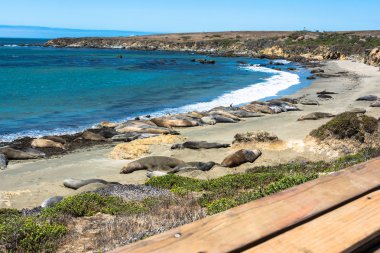 Elephant seals on the beach, San Simeon, California clipart