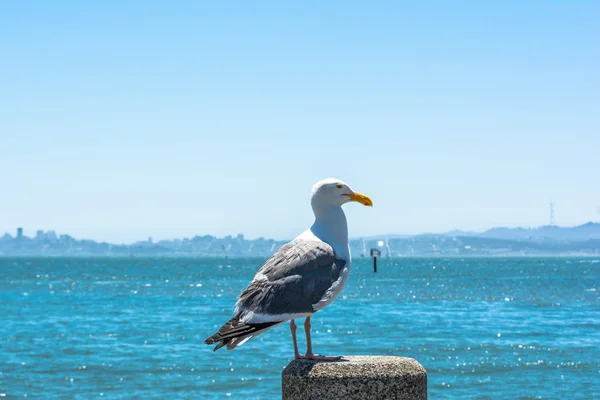 Gaviota en el poste, Tiburón, California — Foto de Stock