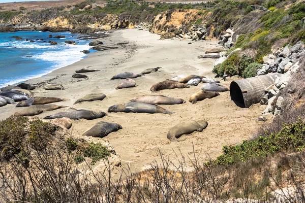 Elephant seals on the beach, San Simeon, California — Stock Photo, Image