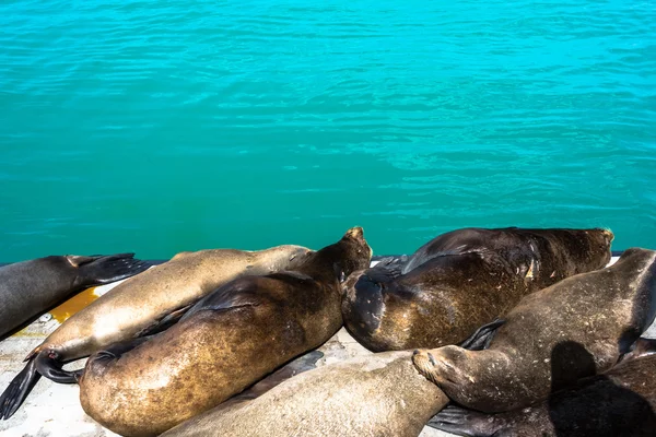 Leões marinhos em Santa Cruz, Califórnia — Fotografia de Stock