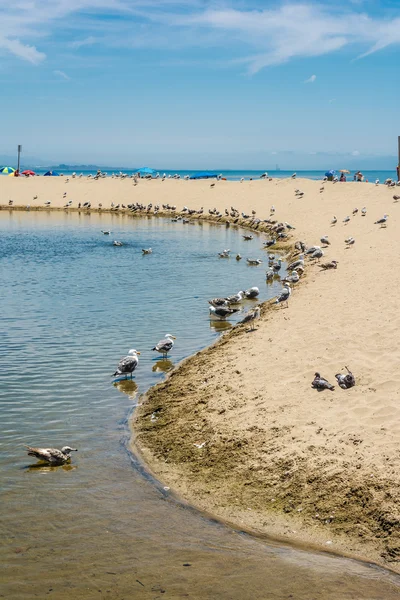 Песчаный пляж с чайками в Капитоле, Калифорния — стоковое фото
