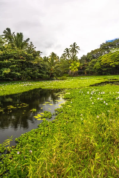 A lagoa de água da fonte em Big Island, Havaí — Fotografia de Stock