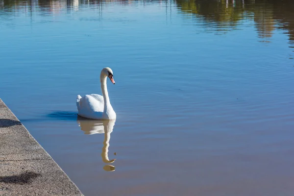 The swan on the Po River in Turin, Italy — Stock Photo, Image