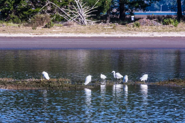 Garzas en el estanque en Bolinas, California — Foto de Stock