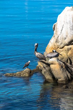 Pelikanlar buzlu, Monterey, Kaliforniya