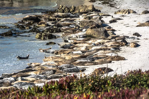 Os leões-marinhos na praia de Monterey, Califórnia — Fotografia de Stock