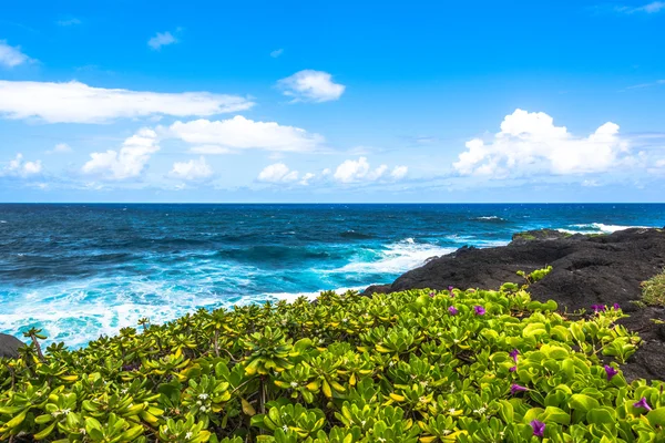 Piante succulente lungo la costa di Haleakala, Maui, Hawaii — Foto Stock