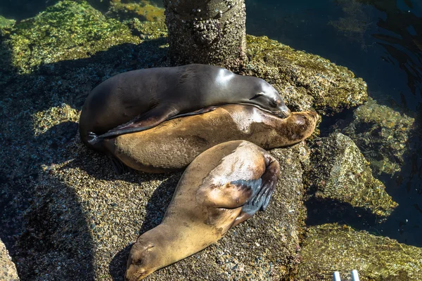 Leões marinhos nas rochas, Monterey, Californi — Fotografia de Stock