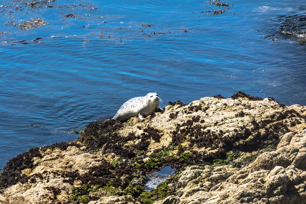 Selo puxado para fora na rocha, Monterey, Califórnia — Fotografia de Stock
