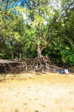 Kauai, Hawaii hava kökleri ile Hawaiian ağaç