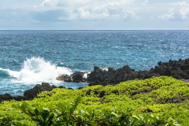 Kıyısında Maui, Hawaii etli bitkiler