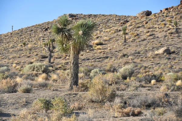 Joshua tree w dolinie śmierci, California — Zdjęcie stockowe