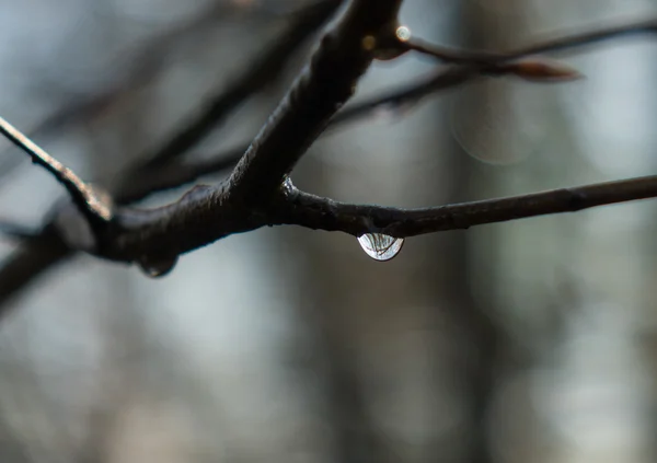 Regentropfen auf rotem Zweig im Wald — Stockfoto