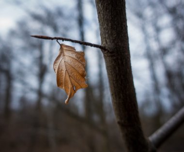 Sonbahar Kuru yaprak orman